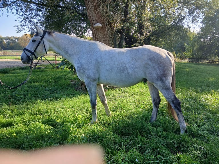 Francés de silla (Selle francais) Caballo castrado 8 años 165 cm Tordo rodado in Bad Schönborn