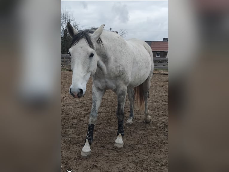 Francés de silla (Selle francais) Caballo castrado 8 años 165 cm Tordo rodado in Kirchberg an der Iller
