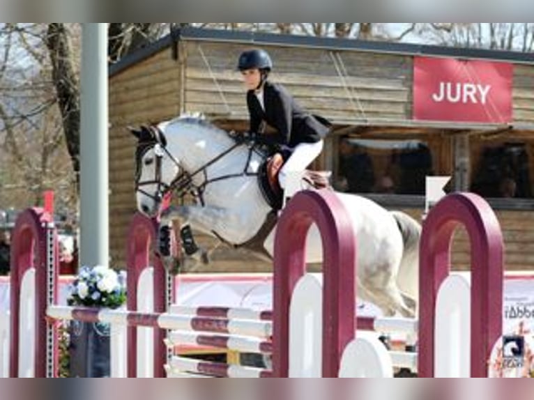 Francés de silla (Selle francais) Caballo castrado 9 años 149 cm Tordo in Challex