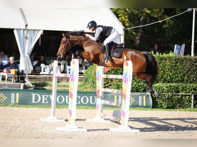 Francés de silla (Selle francais) Caballo castrado 9 años 163 cm Castaño in Etauliers