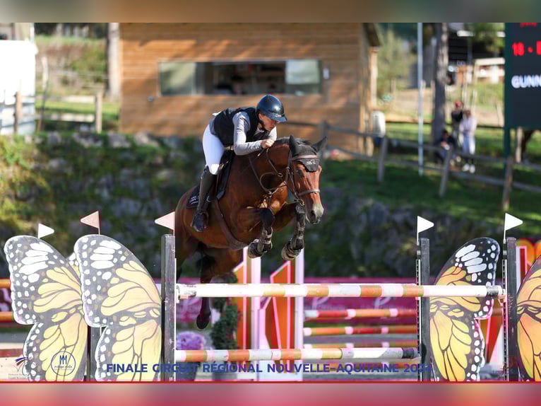 Francés de silla (Selle francais) Caballo castrado 9 años 163 cm Castaño in Etauliers