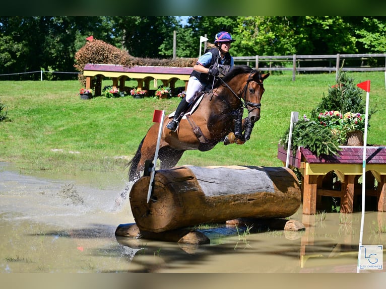 Francés de silla (Selle francais) Caballo castrado 9 años 164 cm Castaño in Argentan