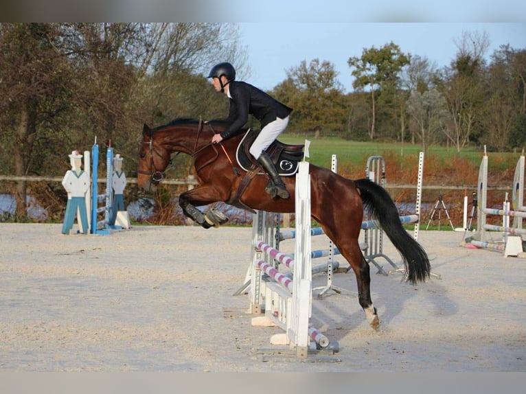 Francés de silla (Selle francais) Caballo castrado 9 años 164 cm Castaño in Saint-&#xC9;tienne