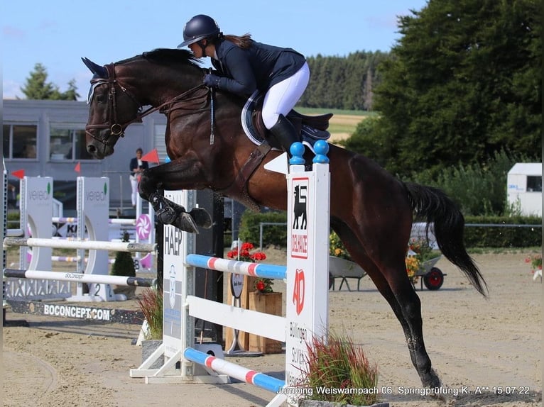 Francés de silla (Selle francais) Caballo castrado 9 años 166 cm Castaño in Bastogne