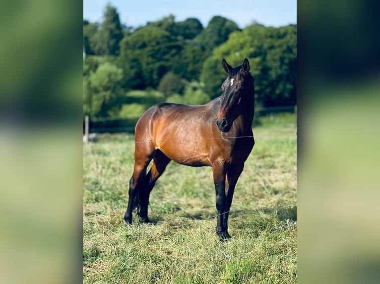 Francés de silla (Selle francais) Caballo castrado 9 años 166 cm Castaño in Bastogne
