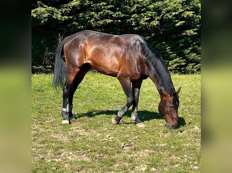 Francés de silla (Selle francais) Caballo castrado 9 años 166 cm Castaño in Bastogne