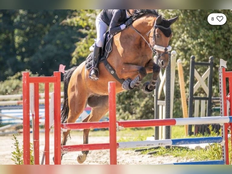 Francés de silla (Selle francais) Caballo castrado 9 años 168 cm Castaño in Rennes