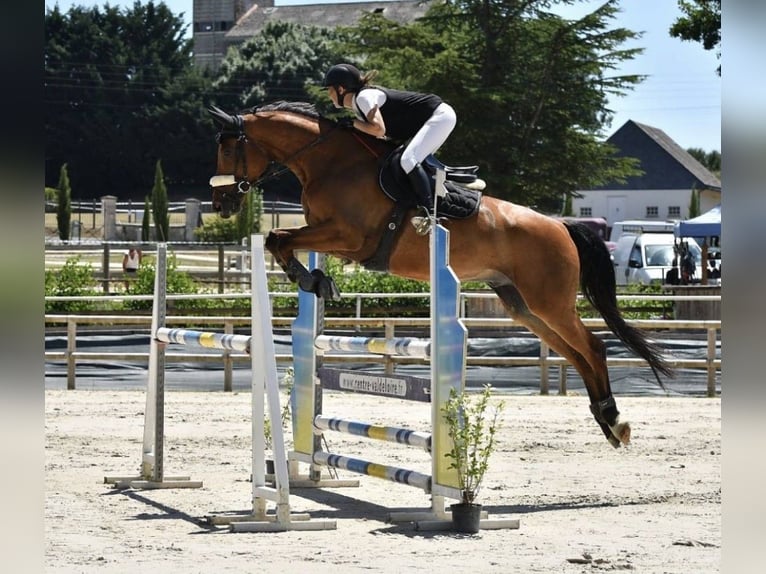 Francés de silla (Selle francais) Caballo castrado 9 años 168 cm Castaño in Rennes