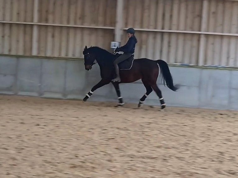 Francés de silla (Selle francais) Caballo castrado 9 años 170 cm Castaño oscuro in Saint-Antoine-l'Abbaye