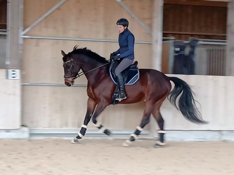 Francés de silla (Selle francais) Caballo castrado 9 años 170 cm Castaño oscuro in Saint-Antoine-l'Abbaye