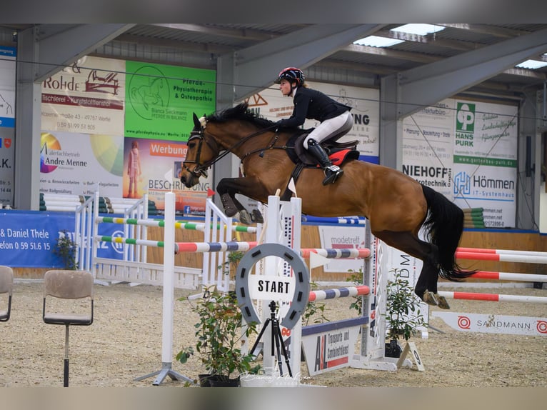 Francés de silla (Selle francais) Caballo castrado 9 años 173 cm Castaño rojizo in Aurich