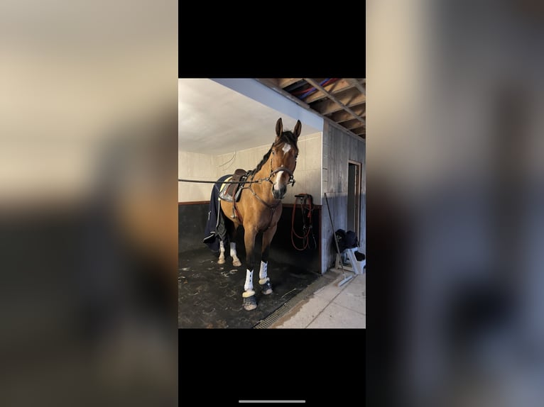 Francés de silla (Selle francais) Caballo castrado 9 años 180 cm Castaño rojizo in Obaix