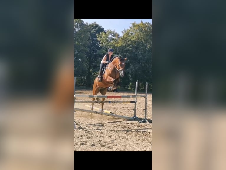 Francés de silla (Selle francais) Caballo castrado 9 años 180 cm Castaño rojizo in Obaix