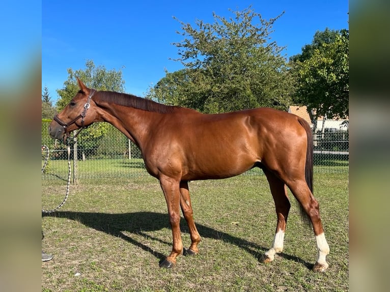 Francés de silla (Selle francais) Caballo castrado 9 años in Mons