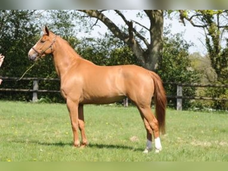 Francés de silla (Selle francais) Desconocido Embrión  in GROTE-BROGEL