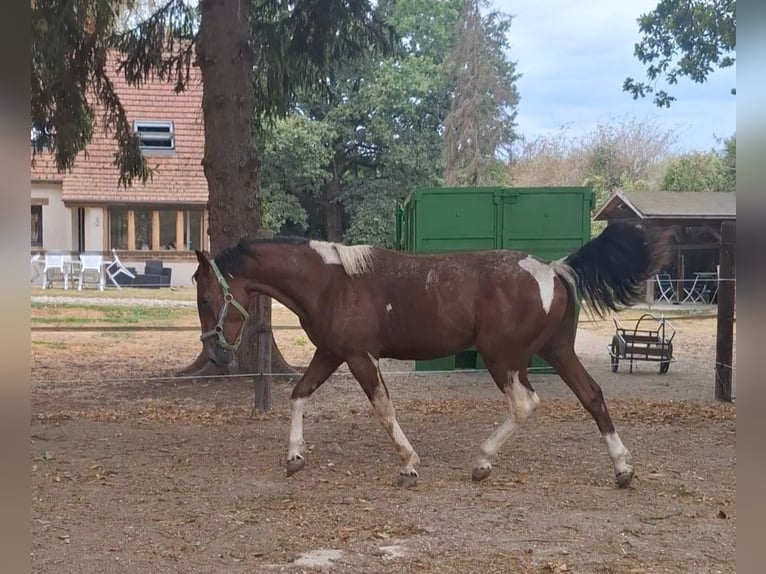 Francés de silla (Selle francais) Semental 1 año 150 cm Tobiano-todas las-capas in Chaumes en Brie