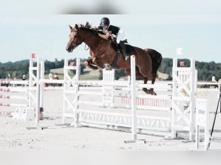 Francés de silla (Selle francais) Semental 1 año 165 cm Castaño in Vierzon
