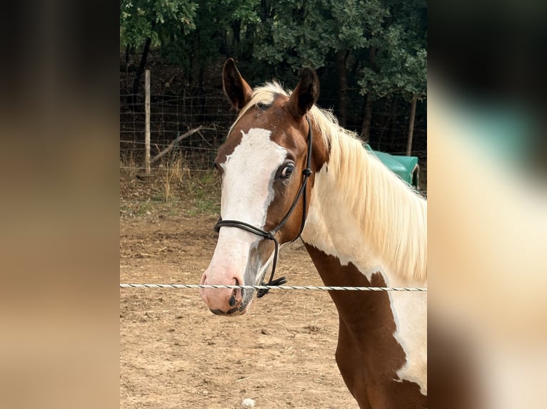 Francés de silla (Selle francais) Semental 1 año 165 cm Tobiano-todas las-capas in Tourves