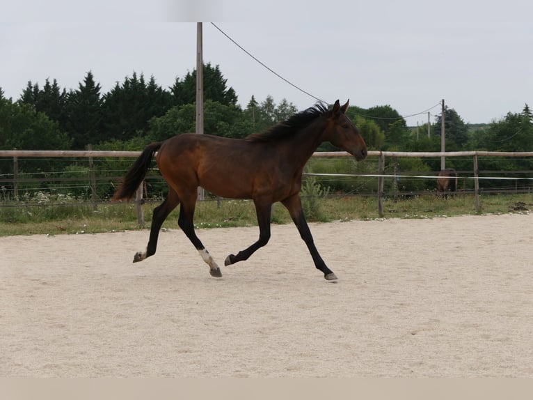 Francés de silla (Selle francais) Semental 1 año 175 cm Castaño in Mas-Grenier