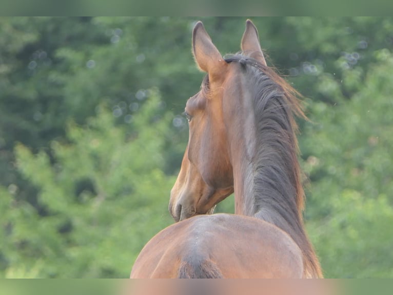 Francés de silla (Selle francais) Semental 1 año 175 cm Castaño in Mas-Grenier