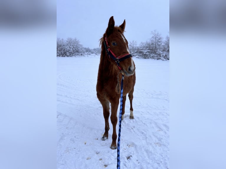 Francés de silla (Selle francais) Semental 1 año Alazán in Boursay