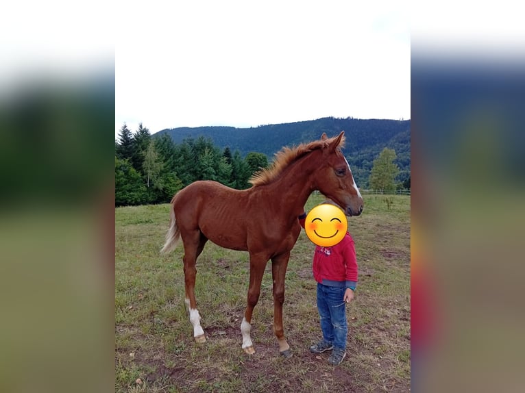 Francés de silla (Selle francais) Semental 1 año Alazán-tostado in Allarmont