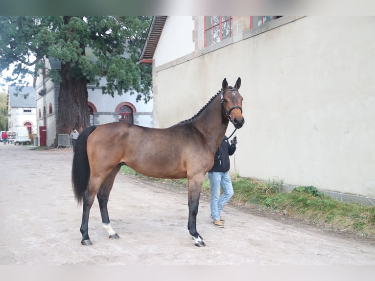 Francés de silla (Selle francais) Semental 2 años 161 cm Castaño in Jauz&#xE9;