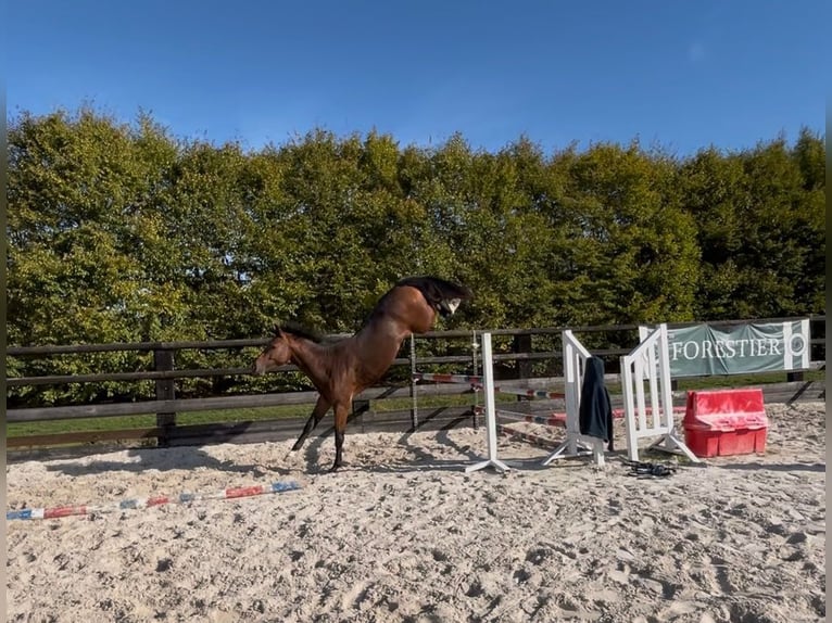 Francés de silla (Selle francais) Semental 2 años 161 cm Castaño in Jauz&#xE9;