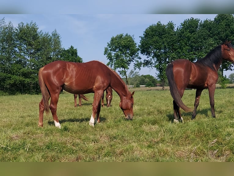 Francés de silla (Selle francais) Semental 3 años 172 cm Alazán in Sint-Denijs-Westrem