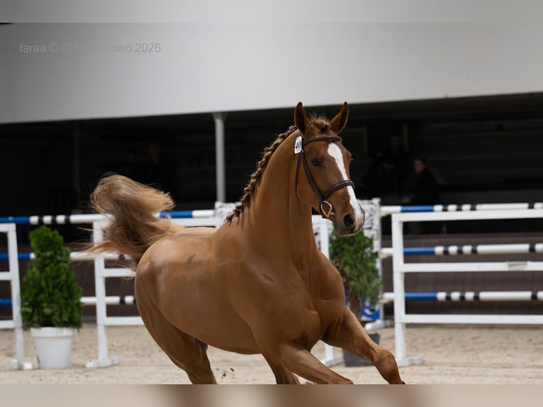 Francés de silla (Selle francais) Semental Alazán in Marcelewo