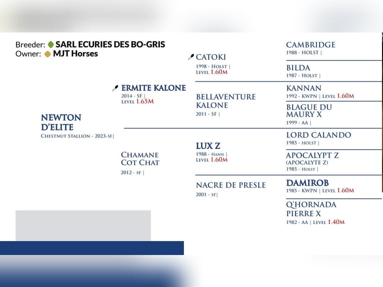 Francés de silla (Selle francais) Semental Alazán in Marcelewo