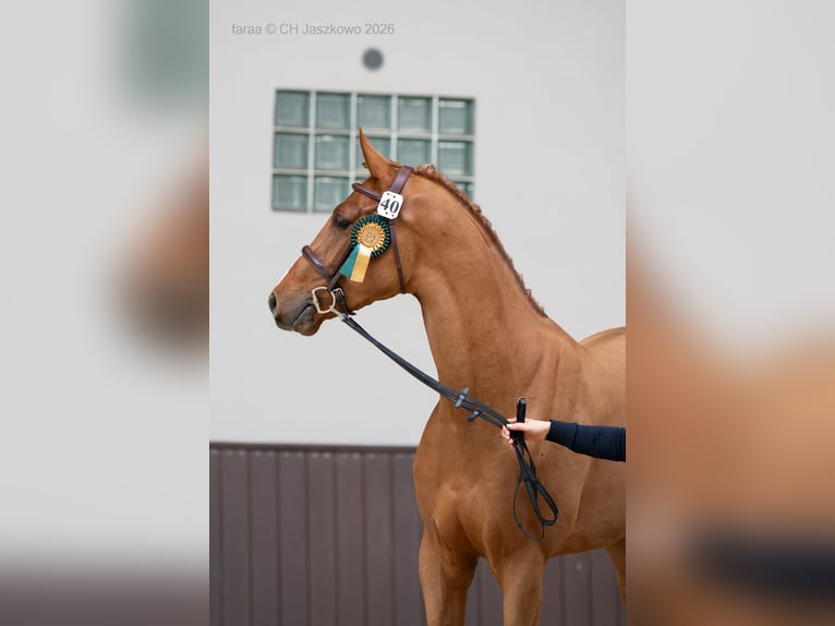 Francés de silla (Selle francais) Semental Alazán in Marcelewo