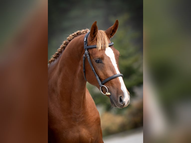 Francés de silla (Selle francais) Semental Alazán in Marcelewo