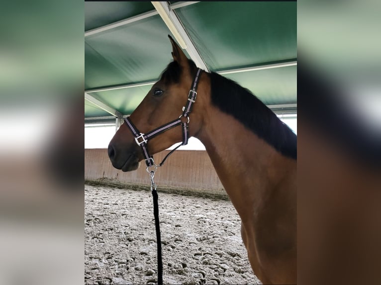 Francés de silla (Selle francais) Yegua 10 años 165 cm Castaño in Crevecoeur en brie