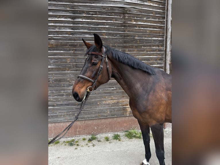 Francés de silla (Selle francais) Yegua 10 años 165 cm Castaño oscuro in Poxdorf