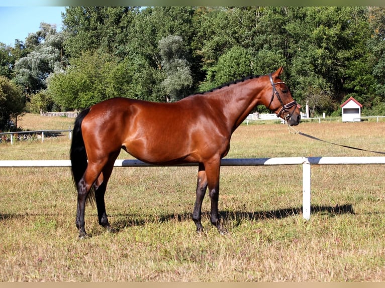 Francés de silla (Selle francais) Yegua 11 años 167 cm Castaño in Rittershoffen