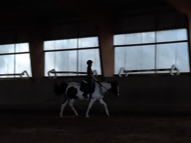 Francés de silla (Selle francais) Yegua 12 años 148 cm Pío in Ehingen an der Donau