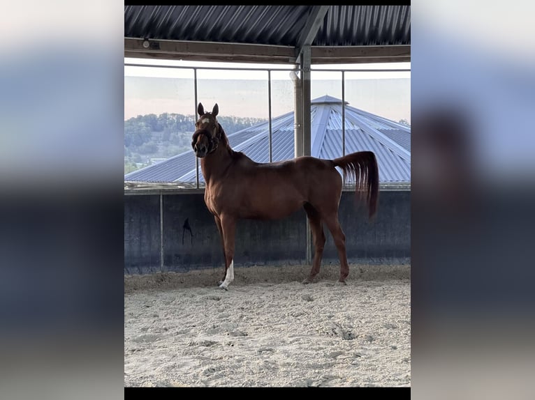 Francés de silla (Selle francais) Yegua 12 años 170 cm Alazán in Luneville