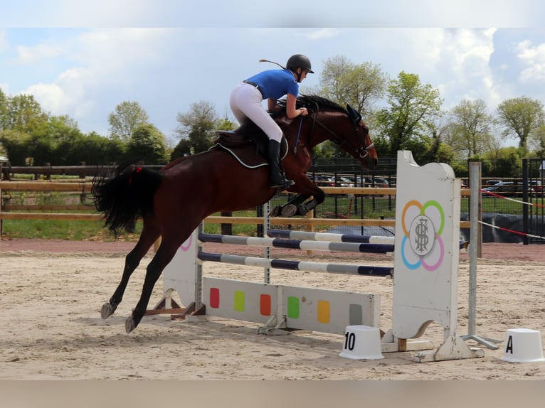 Francés de silla (Selle francais) Yegua 13 años 165 cm Castaño rojizo in Curcy sur Orne