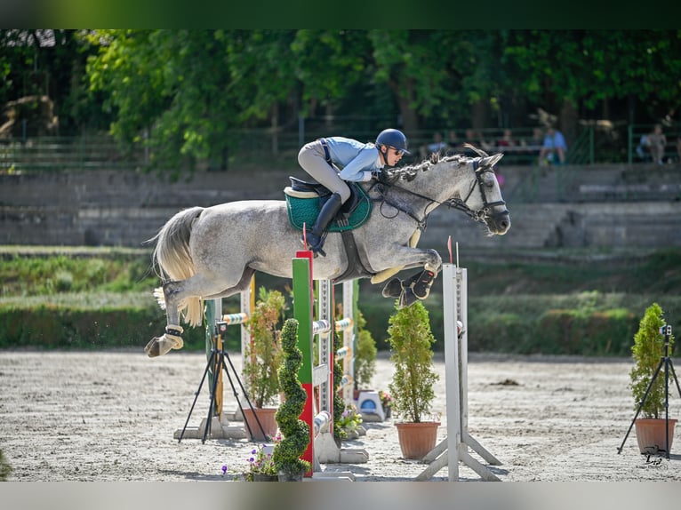 Francés de silla (Selle francais) Yegua 13 años 170 cm Tordo in Tasz&#xE1;r