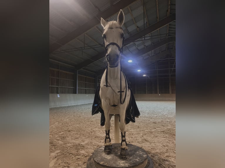 Francés de silla (Selle francais) Yegua 14 años 151 cm Tordo in Lörrach