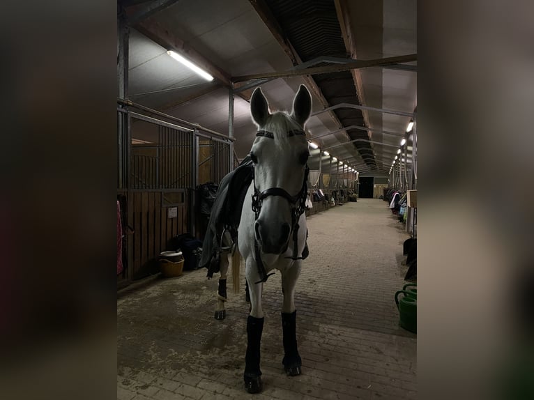 Francés de silla (Selle francais) Yegua 14 años 151 cm Tordo in Lörrach