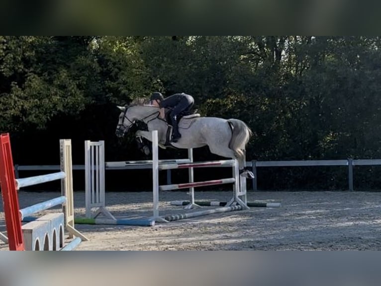 Francés de silla (Selle francais) Yegua 14 años 170 cm Tordo in Taszár
