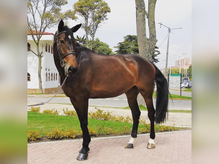Francés de silla (Selle francais) Yegua 14 años 173 cm Alazán-tostado in Loxahatchee