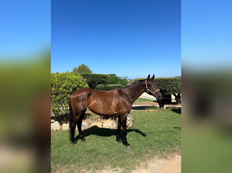 Francés de silla (Selle francais) Yegua 16 años 170 cm Castaño in Canapost