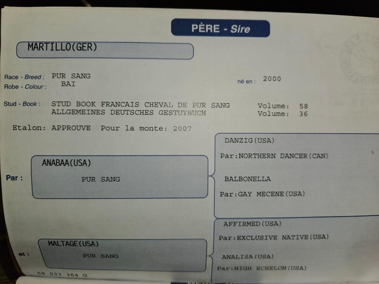 Francés de silla (Selle francais) Yegua 18 años 165 cm Castaño in Ebnet