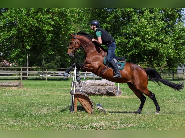 Francés de silla (Selle francais) Yegua 18 años 170 cm Castaño in Soyécourt