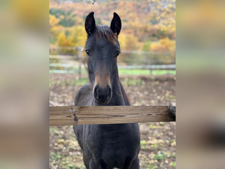 Francés de silla (Selle francais) Yegua 1 año 160 cm Castaño oscuro in Alpes de Haute Provence