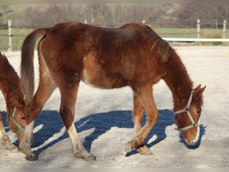 Francés de silla (Selle francais) Yegua 1 año Alazán in La Chapelle-Agnon
