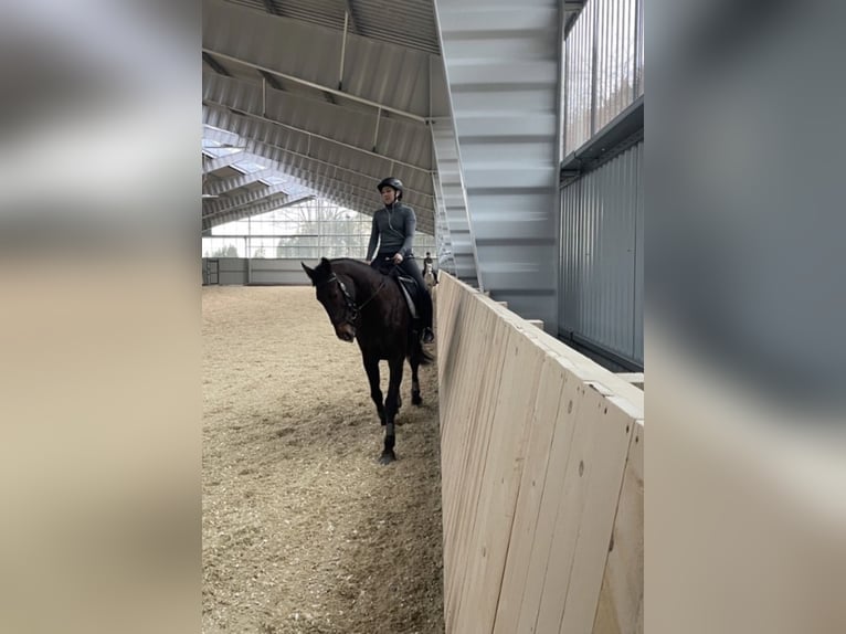 Francés de silla (Selle francais) Yegua 20 años 168 cm Alazán-tostado in Pierbach
